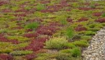 Groen dak met sedum (mos).